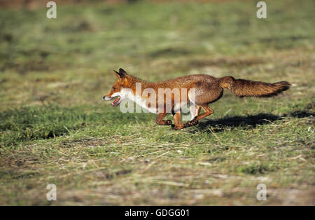 Rotfuchs Vulpes Vulpes, Erwachsenen ausgeführt Stockfoto