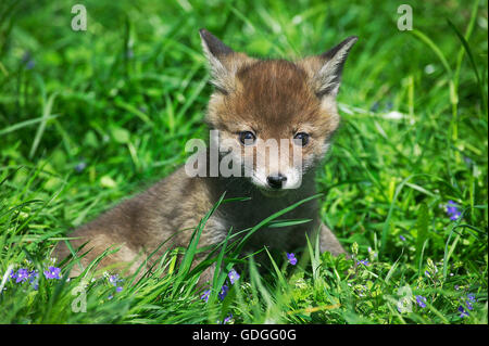 Rotfuchs Vulpes Vulpes, Cub sitzen auf Rasen, Normandie Stockfoto