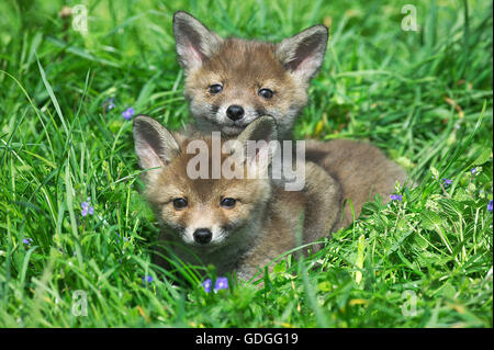 Rotfuchs Vulpes Vulpes, Pup Verlegung auf Rasen, Normandie Stockfoto