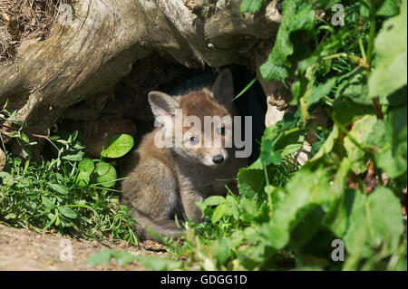 Rotfuchs Vulpes Vulpes, Cub auf Den Eingang, Normandie Stockfoto