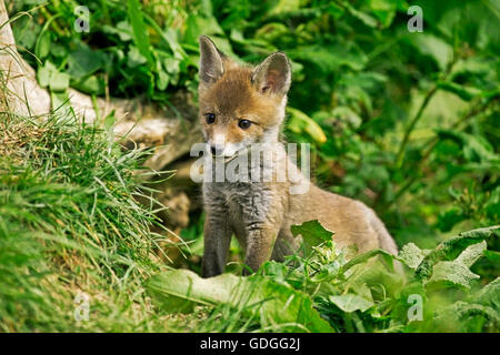 Rotfuchs Vulpes Vulpes, Cub auf Rasen, Normandie Stockfoto