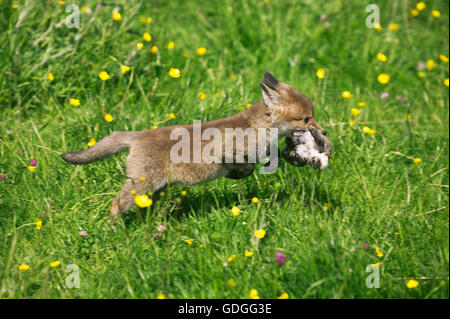 Rotfuchs Vulpes Vulpes, Pup mit einem kleinen europäischen Kaninchen in Mund, Normandie Stockfoto