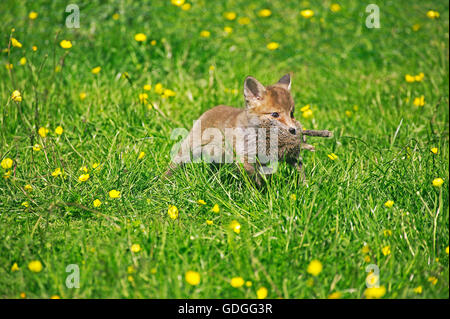 Rotfuchs Vulpes Vulpes, Cub Jagd europäischen Kaninchen, Normandie Stockfoto