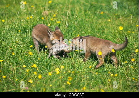 Rotfuchs Vulpes Vulpes, Pup Essen ein kleines Europäische Kaninchen in Mund, Normandie Stockfoto