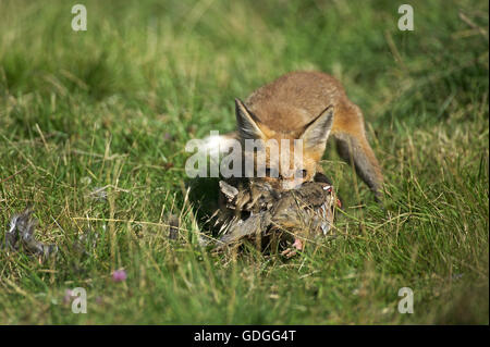 Rotfuchs, Vulpes Vulpes, Erwachsene mit einem Kill, ein Rebhuhn, Normandie Stockfoto