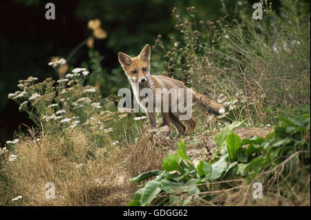 ROTFUCHS Vulpes Vulpes, Erwachsene auf der Suche, Normandie Stockfoto