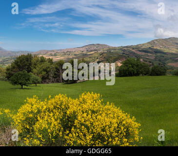 Hügelige Landschaft mit Besen in voller Blüte Stockfoto