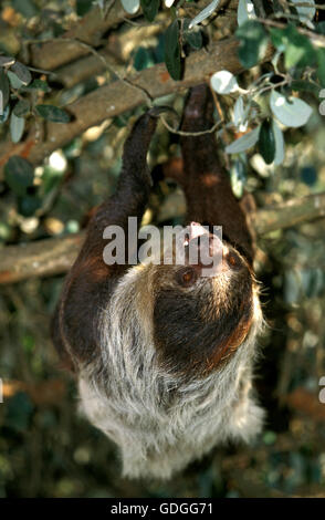 Mähne drei Toed Sloth, Bradypus Manlius, Erwachsenen hängen vom Zweig, Pantanal in Brasilien Stockfoto