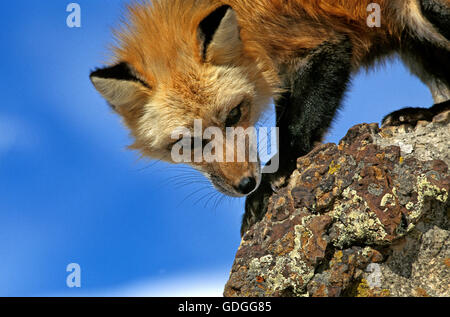 Rotfuchs Vulpes Vulpes, Erwachsene auf Rock, Kanada Stockfoto