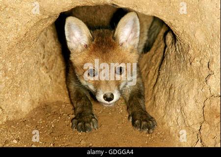 Rotfuchs Vulpes Vulpes, Cub auf Den Eingang, Normandie Stockfoto