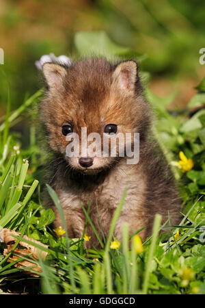 Rotfuchs Vulpes Vulpes, Cub, Normandie Stockfoto
