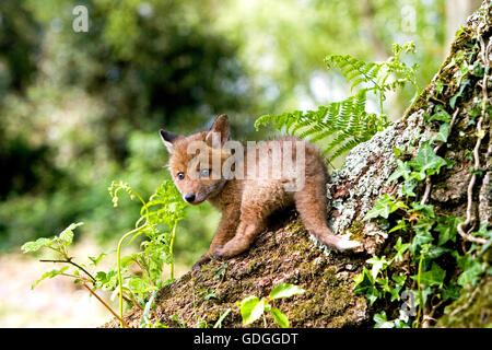 ROTFUCHS Vulpes Vulpes IN Normandie Stockfoto