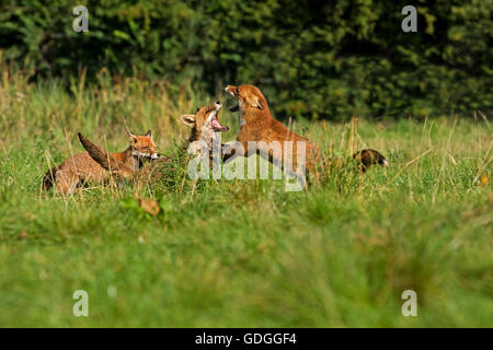 Rotfuchs Vulpes Vulpes, Erwachsene Fighting, Normandie Stockfoto