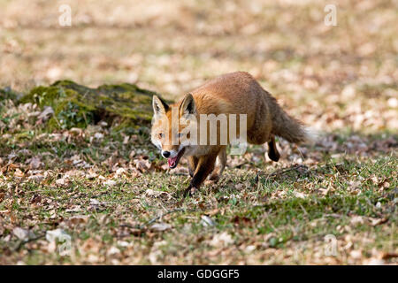 Rotfuchs Vulpes Vulpes, männlich zu Fuß auf Fallen Leaves, Normandie Stockfoto