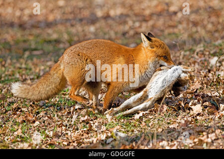 Rotfuchs, Vulpes Vulpes, Männchen mit einem Kill, Wildkaninchen, Normandie Stockfoto