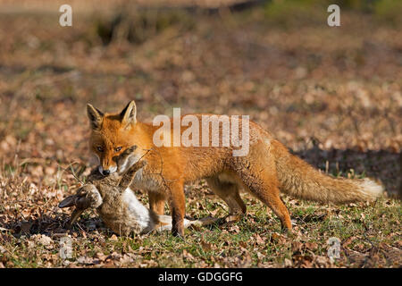 ROTFUCHS Vulpes Vulpes, männlich mit A KILL A Kaninchen, Normandie IN Frankreich Stockfoto