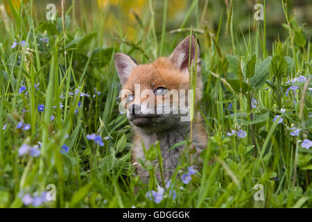 ROTFUCHS Vulpes Vulpes, CUB mit Blumen, Normandie Stockfoto