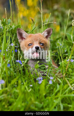 Rotfuchs Vulpes Vulpes, Cub sitzen mit Blumen, Normandie Stockfoto