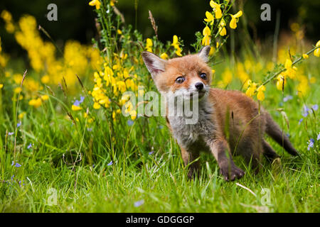 ROTFUCHS Vulpes Vulpes, PUP mit Blumen, Normandie IN Frankreich Stockfoto