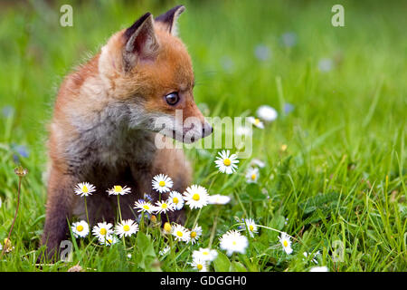 ROTFUCHS Vulpes Vulpes, CUB mit Gänseblümchen, Normandie Stockfoto