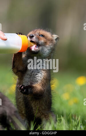 Rotfuchs Vulpes Vulpes Bottle-fed Cub, La Dame Blanche, ein Tier-Schutz-Zentrum in der Normandie Stockfoto