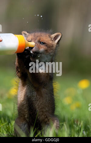 Rotfuchs Vulpes Vulpes Bottle-fed Cub, La Dame Blanche, ein Tier-Schutz-Zentrum in der Normandie Stockfoto