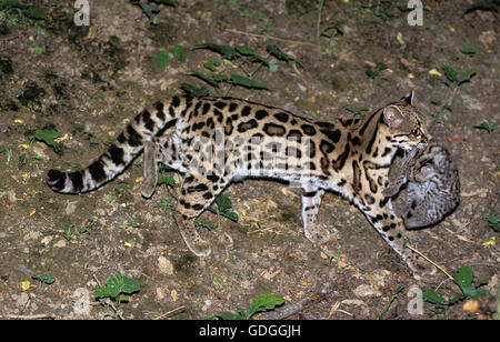 LANGSCHWANZKATZE CAT pardalis Wiedi, Mutter mit Jungtier Stockfoto