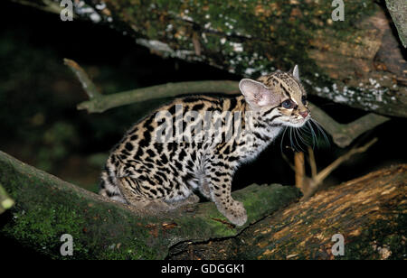 LANGSCHWANZKATZE CAT pardalis Wiedi, CUB ON BRANCH Stockfoto