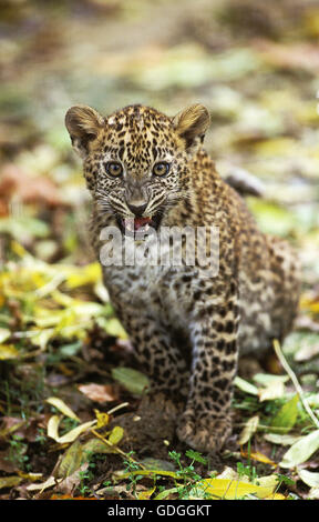 Leoparden Panthera Pardus, CUB KNURREN Stockfoto