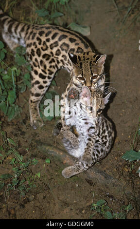 Langschwanzkatze Katze, pardalis Wiedi, Mutter mit Jungtier Stockfoto