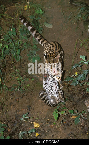 Langschwanzkatze Katze, pardalis Wiedi, Mutter mit Jungtier Stockfoto