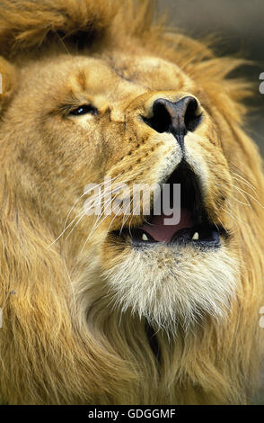 AFRIKANISCHER Löwe Panthera Leo, männliche brüllen Stockfoto