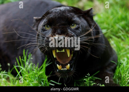 Black Panther, Panthera Pardus, Erwachsene knurrend in Abwehrhaltung Stockfoto