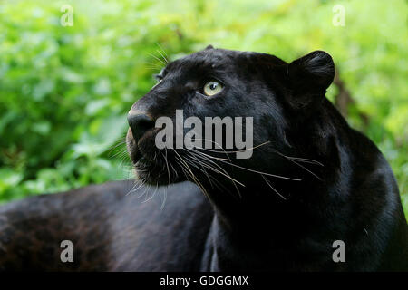 Black Panther, Panthera Pardus, Porträt von Erwachsenen Stockfoto