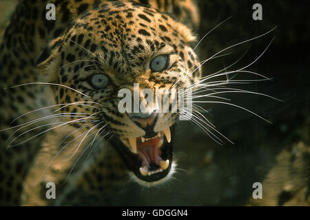 Leopard, Panthera Pardus, Porträt von Erwachsenen Knurren Stockfoto