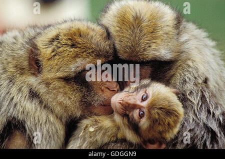 Berberaffe, Macaca Sylvana, Gruppe Pflege Stockfoto