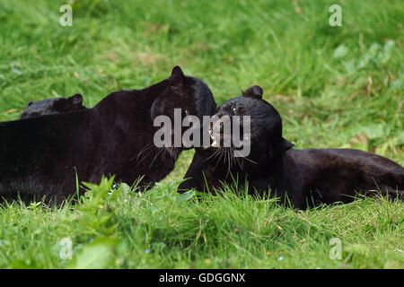 Black Panther, Panthera Pardus, Erwachsene Verlegung auf Rasen Stockfoto