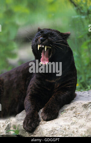 Black Panther, Panthera Pardus, weibliche Gähnen Stockfoto