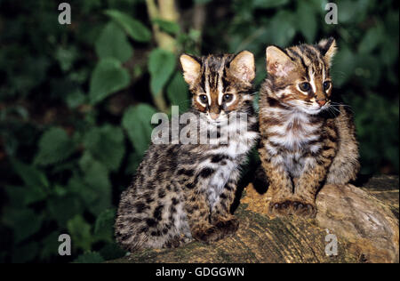 Amur Leopard Cat oder sibirischen Leopardkatze Prionailurus Bengalensis Euptilura, Cub Stockfoto