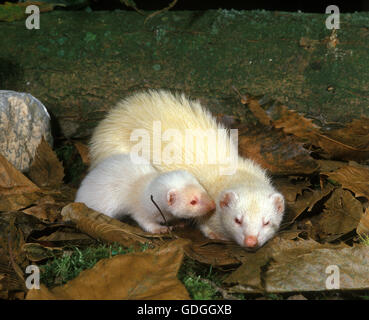 Frettchen, Mustela Putorius Furo, Weibchen mit jungen Stockfoto