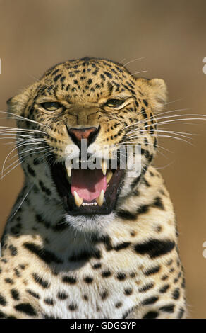 Leoparden Panthera Pardus, Porträt von Erwachsenen KNURREN Stockfoto