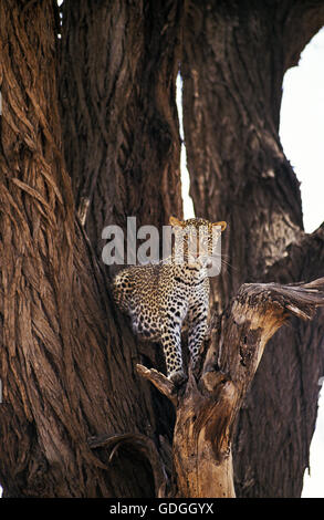 Leopard, Panthera Pardus, Erwachsene auf Ast, Masai Mara-Park in Kenia Stockfoto