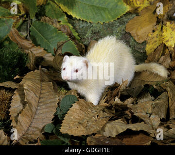 Frettchen, Mustela Putorius furo Stockfoto