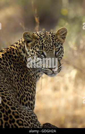 Leopard, Panthera Pardus, Porträt von Erwachsenen, Masai Mara Park in Kenia Stockfoto