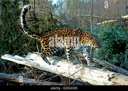Amur-Leopard, Panthera Pardus orientalis Stockfoto