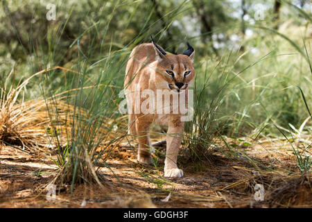 CARACAL Caracal Caracal, Erwachsener, NAMIBIA Stockfoto