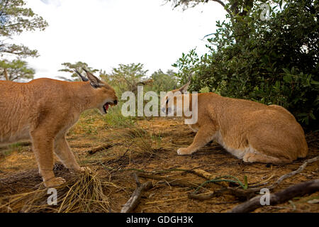 CARACAL Caracal caracal Stockfoto