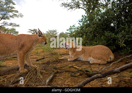 Caracal Caracal Caracal, Abwehrhaltung, Namibia Stockfoto