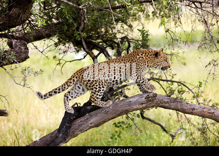 LEOPARD (4 Monate alte junge) Panthera Pardus IN NAMIBIA IN A TREE Stockfoto