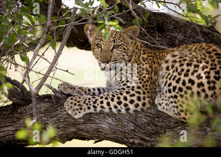 Leoparden Panthera Pardus, 4 Monate altes Jungtier IN A TREE, NAMIBIA Stockfoto